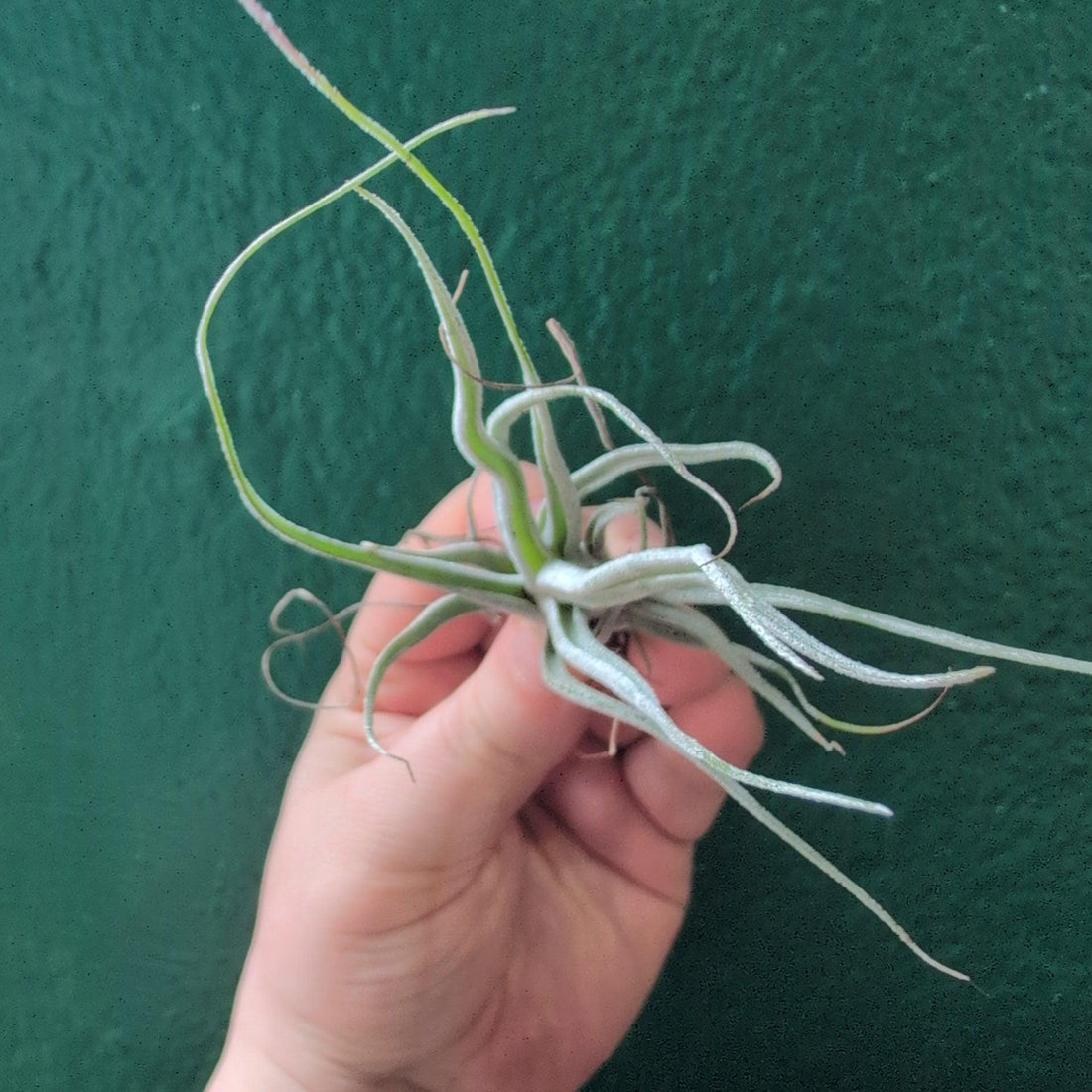 Tillandsia Ehlersiana (Air Plant)