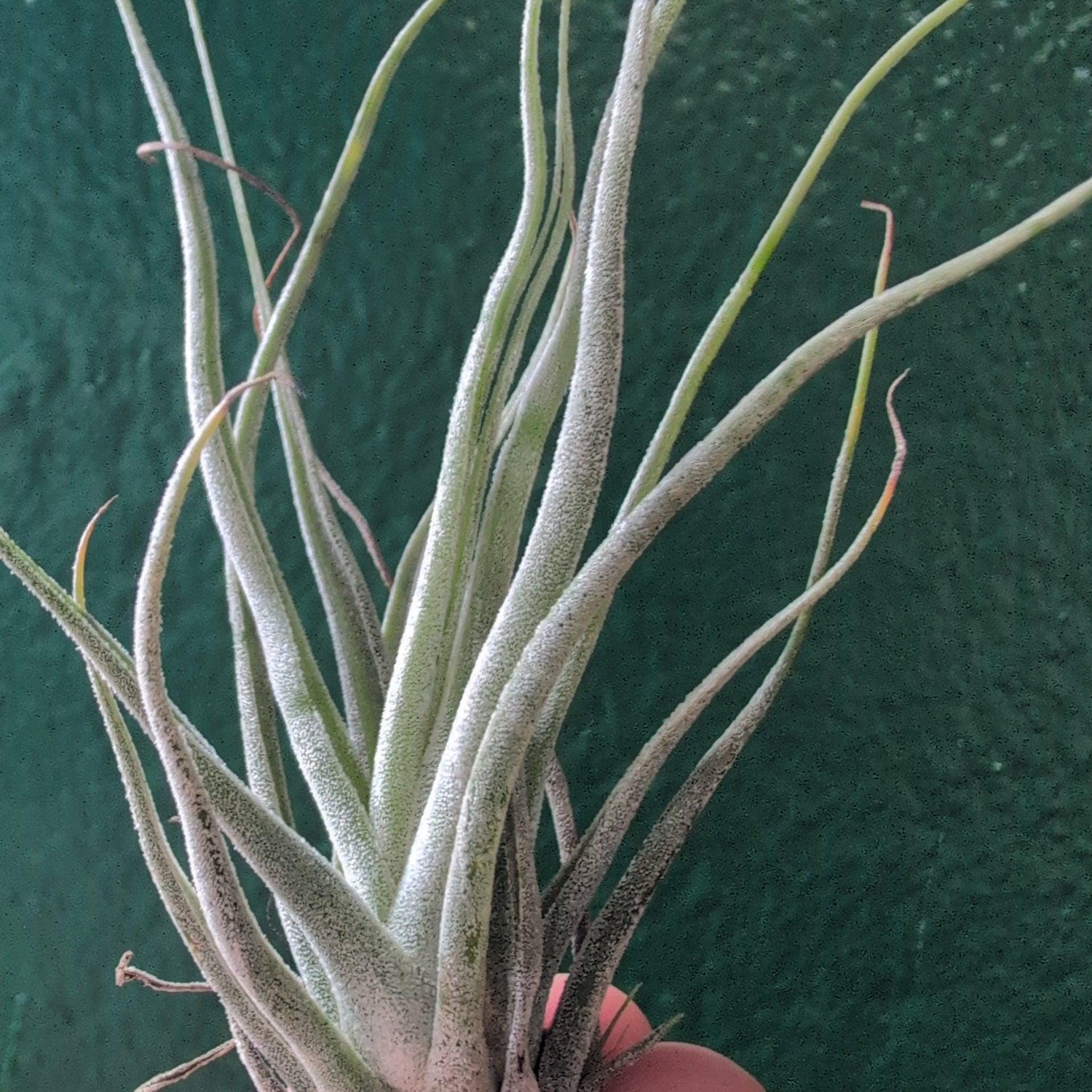 Tillandsia Ehlersiana (Air Plant)