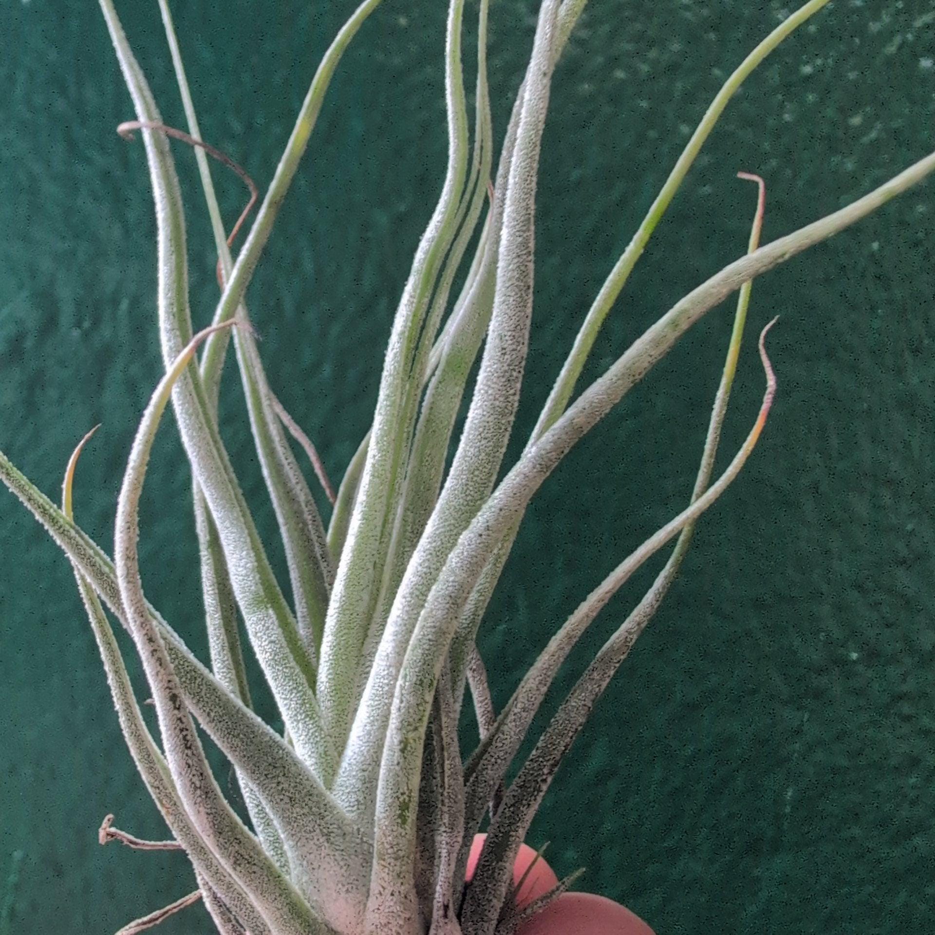 Tillandsia Ehlersiana (Air Plant)