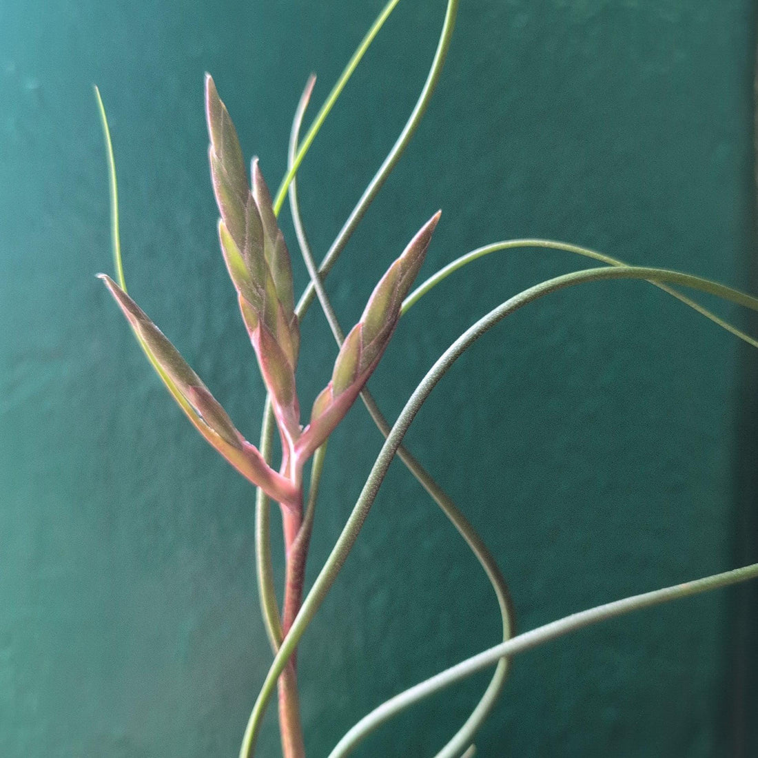Tillandsia Butzii (Air Plant)