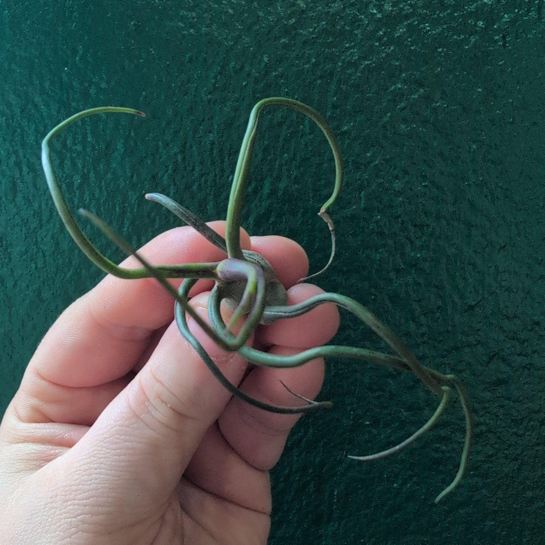 Tillandsia Bulbosa Baby (Air Plant)