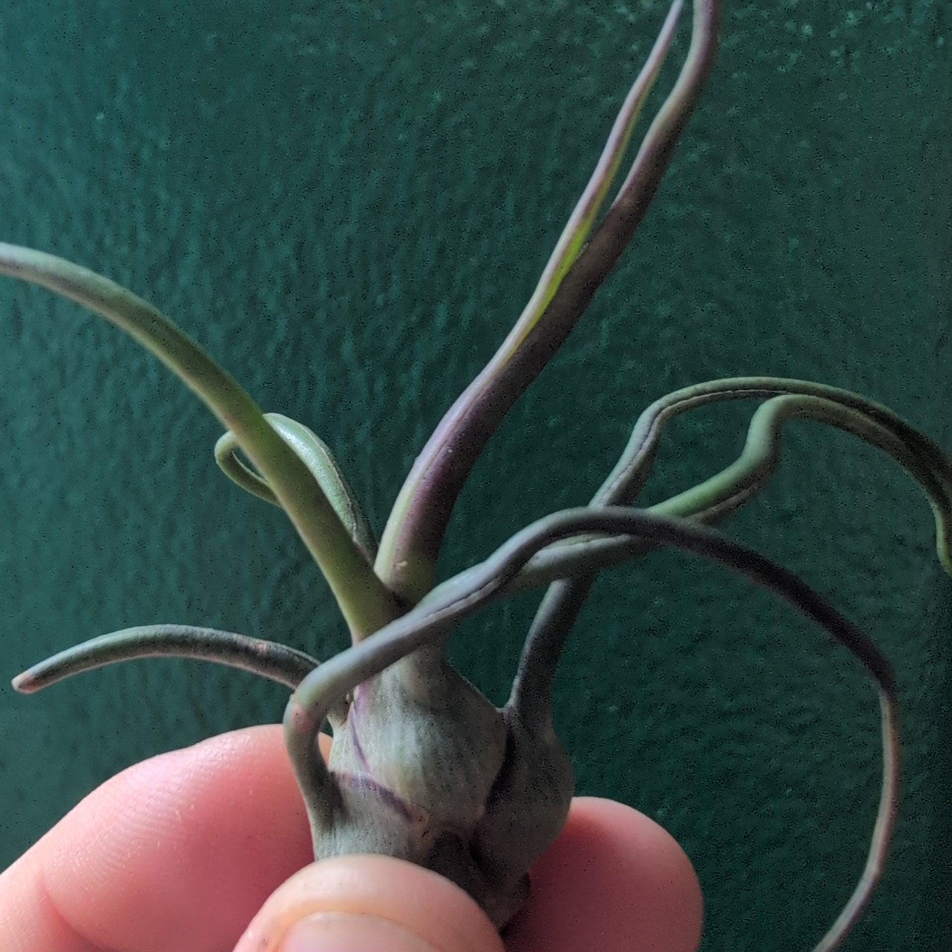 Tillandsia Bulbosa Baby (Air Plant)