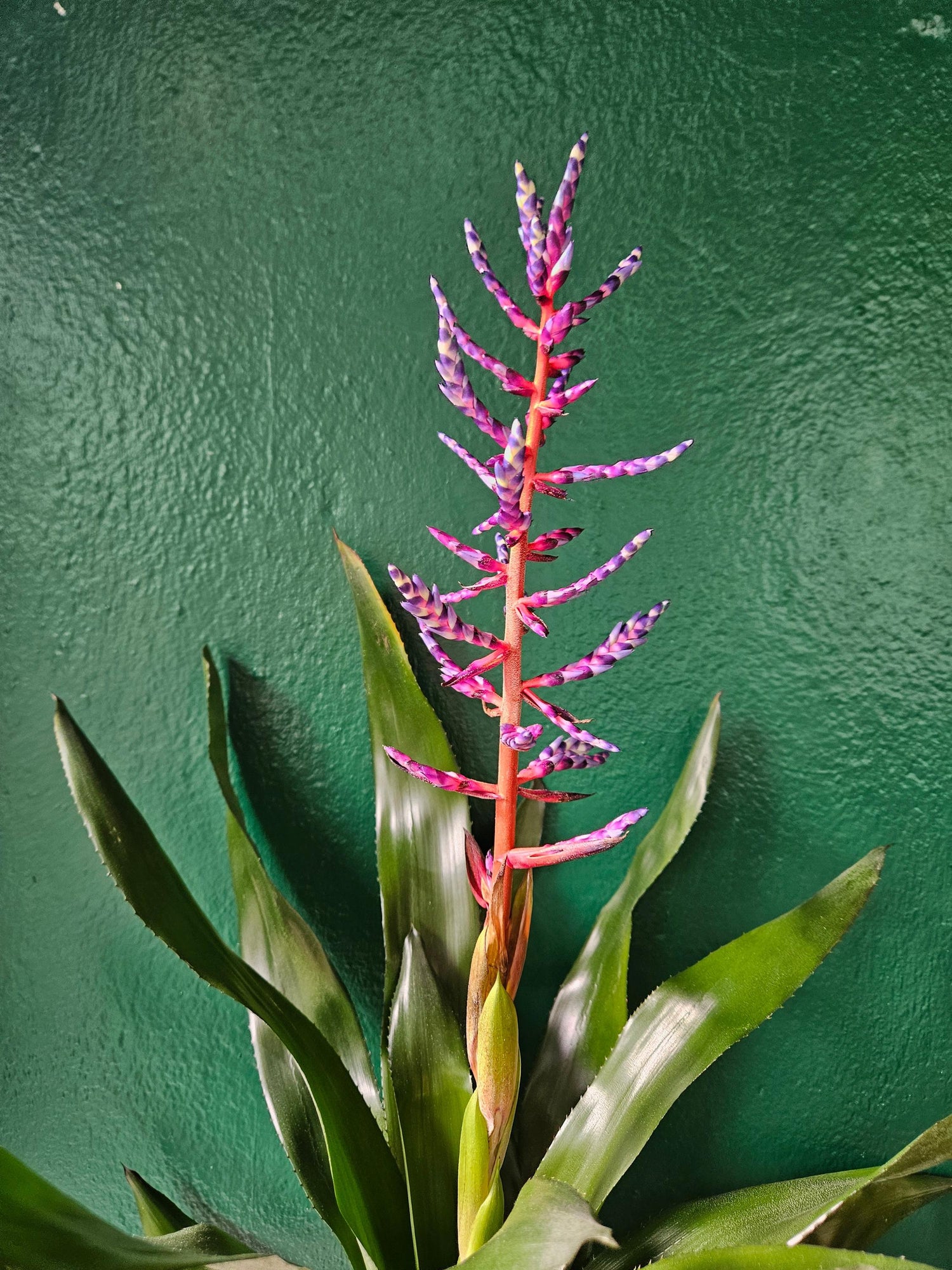 Aechmea Gamosepala &amp;