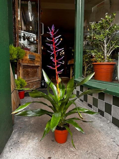 Aechmea Gamosepala &amp;