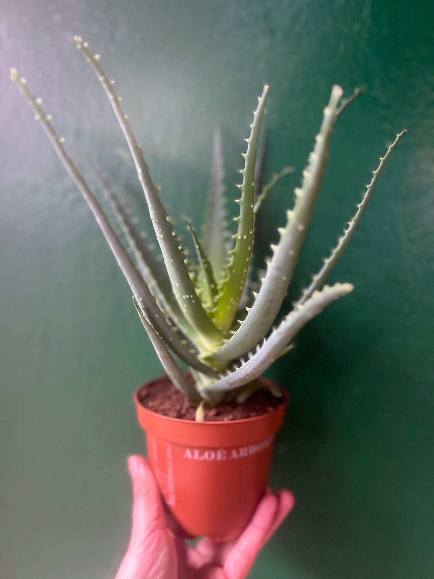 Aloe Arborescens (Candelabra Aloe)