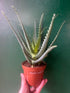 Aloe Arborescens (Candelabra Aloe)