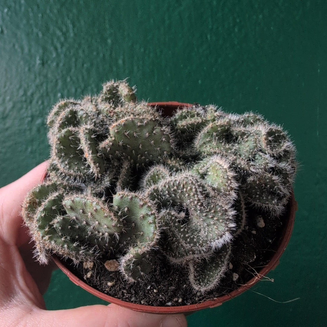 Opuntia cylindrica cristata (Crested Eve&