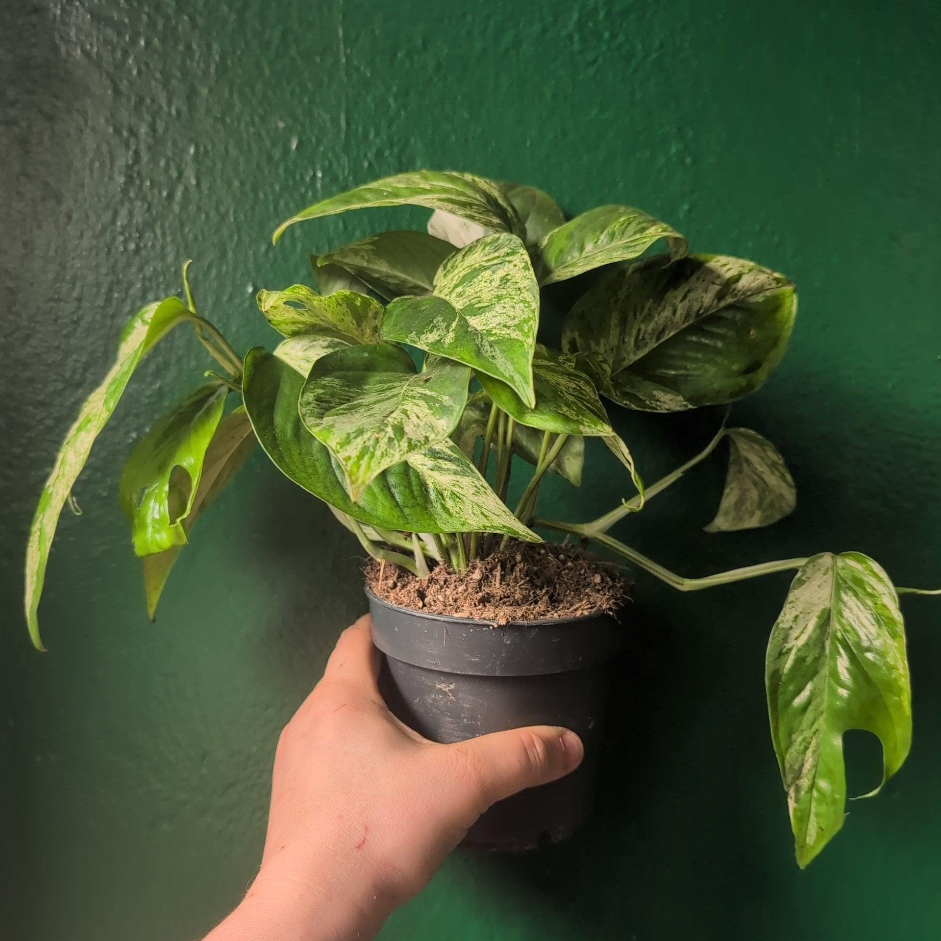 Epipremnum pinnatum &amp;