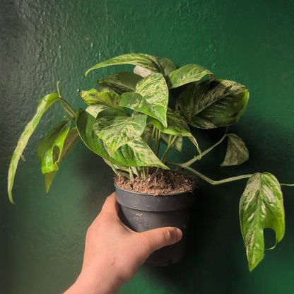 Epipremnum pinnatum &amp;