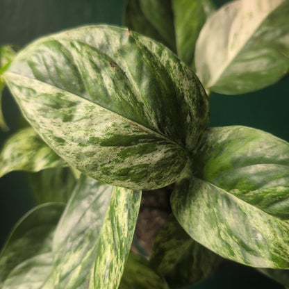 Epipremnum pinnatum &amp;