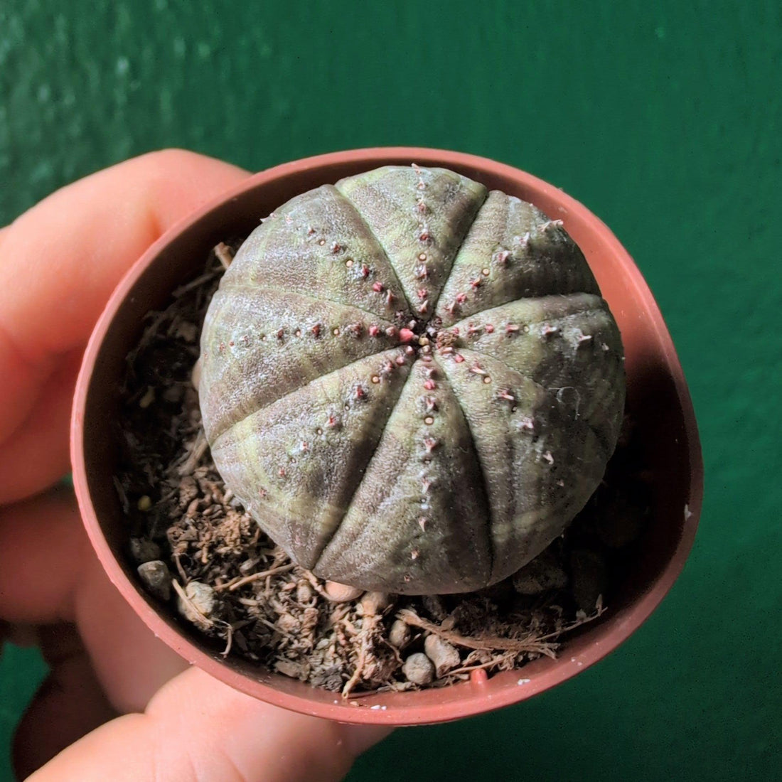 Euphorbia obesa (Baseball plant)