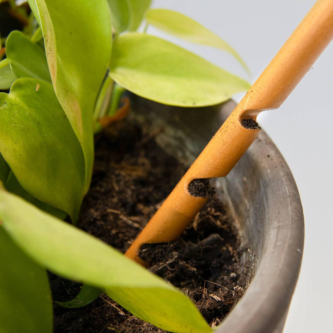 The Soil Checker - wooden soil probe to check soil moisture