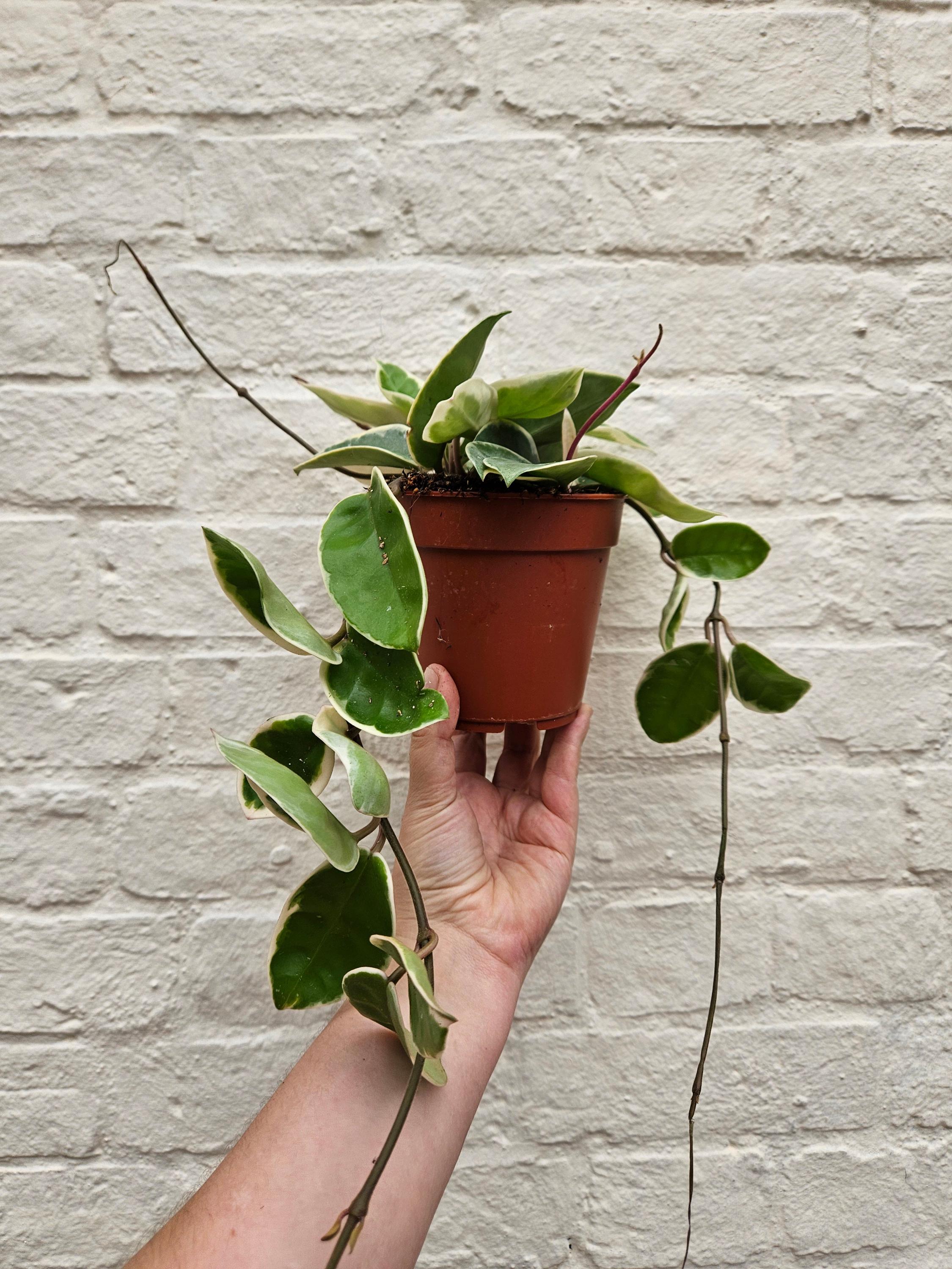 Hoya carnosa &amp;