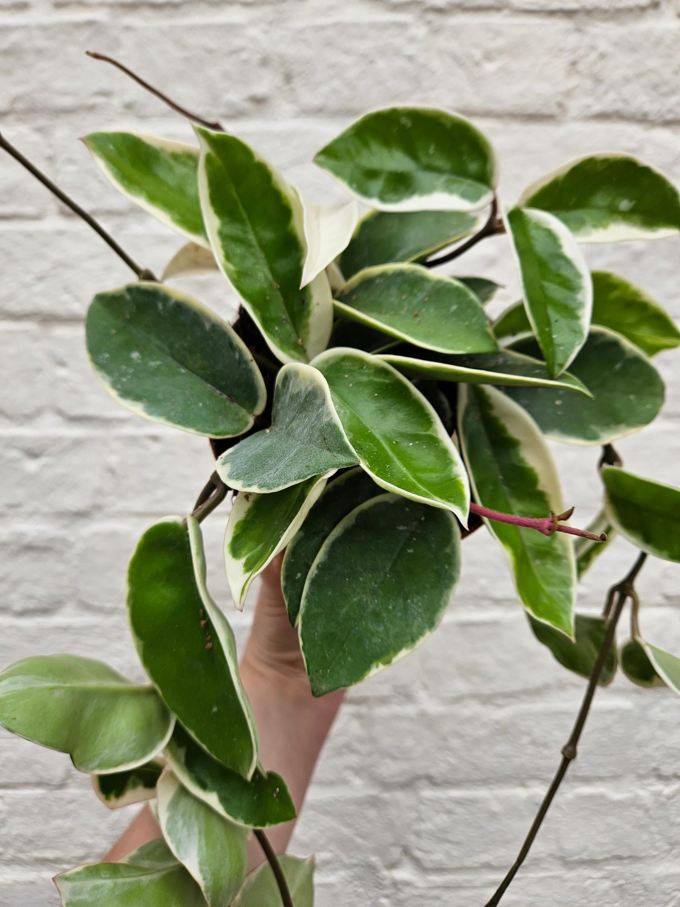 Hoya carnosa &amp;