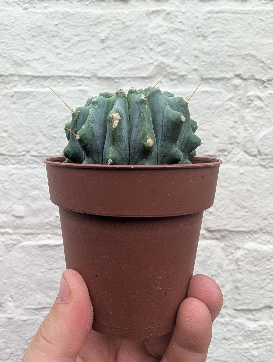 Ferocactus glaucescens v. inermis (Nude Blue Barrel Cactus)