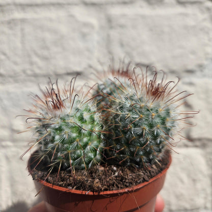 Mammillaria bombycina (Silken Pincushion Cactus)