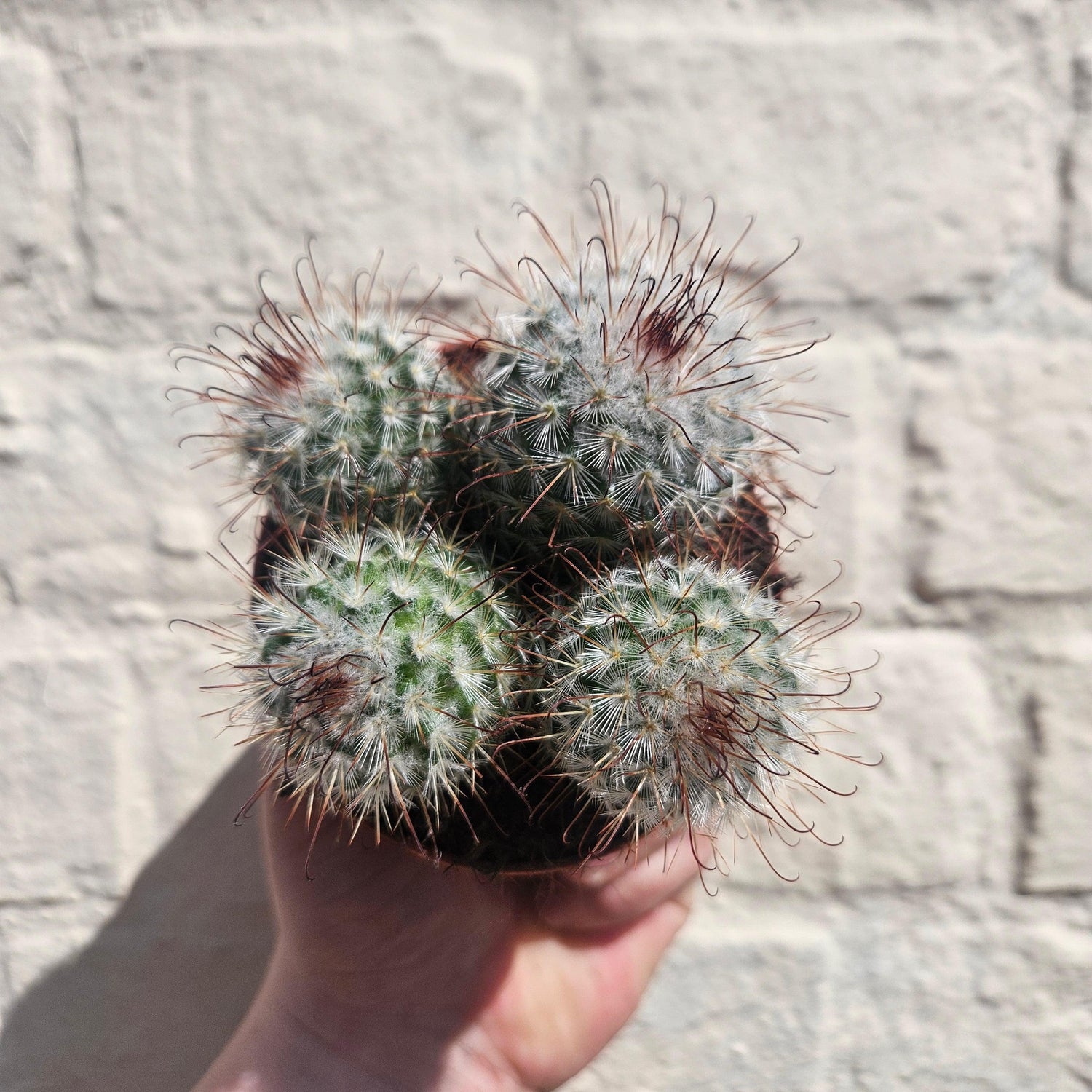 Mammillaria bombycina (Silken Pincushion Cactus)
