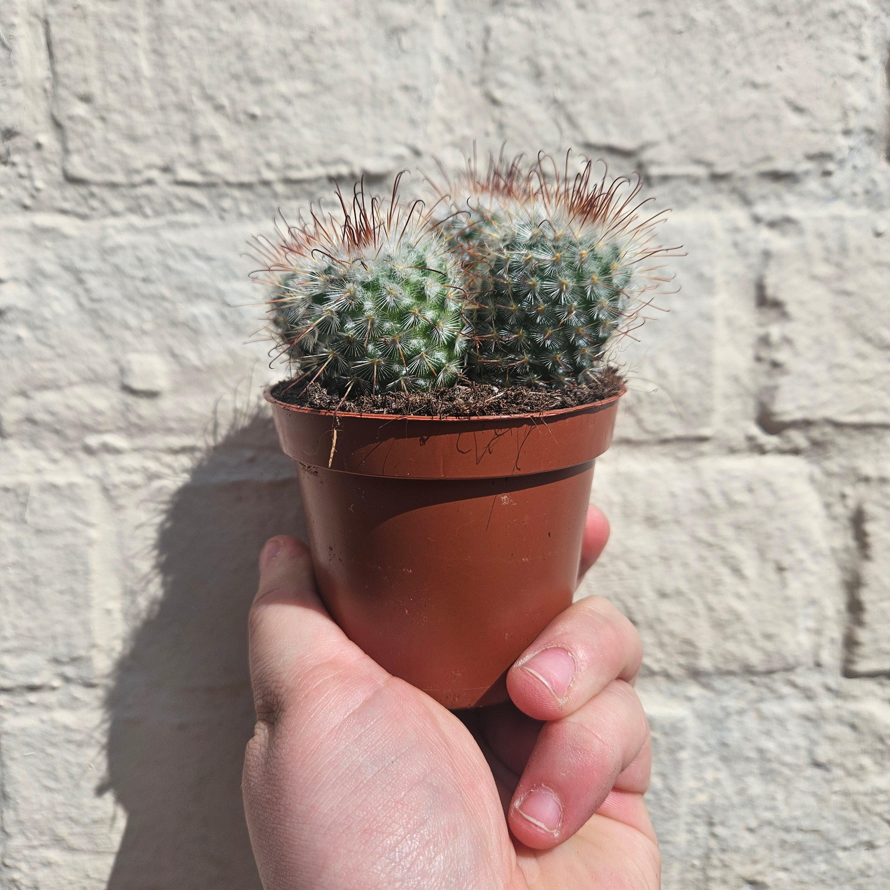 Mammillaria bombycina (Silken Pincushion Cactus)