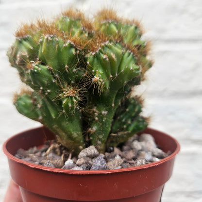 Cereus peruvianus &amp;