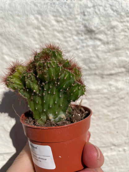 Cereus peruvianus &amp;