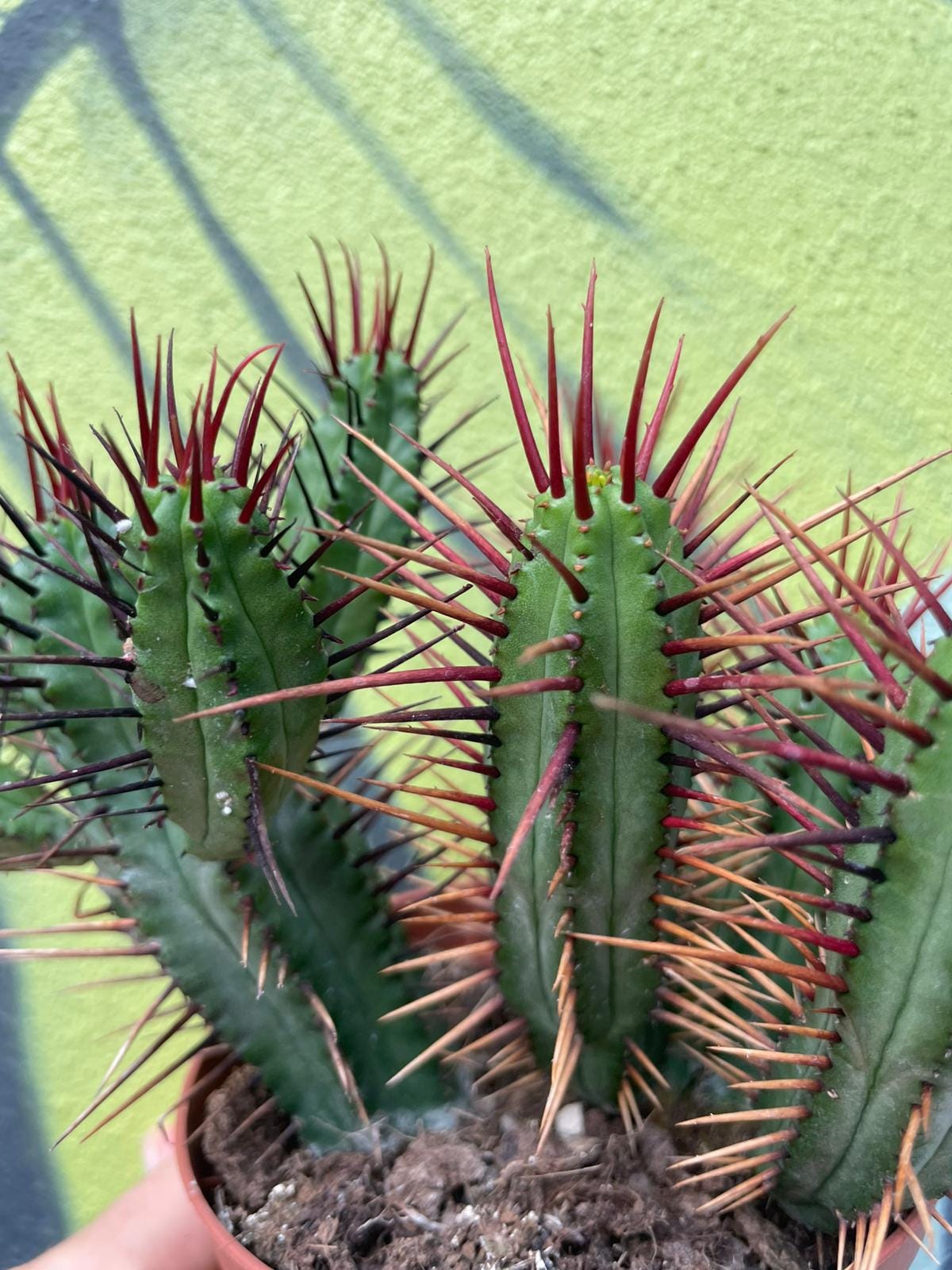 Euphorbia enopla (Pincushion plant)