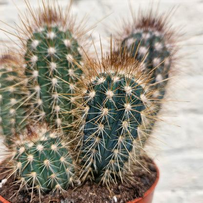 Xique xique gounellei syn. Pilosocereus gounellei (Chique- Chique cactus)