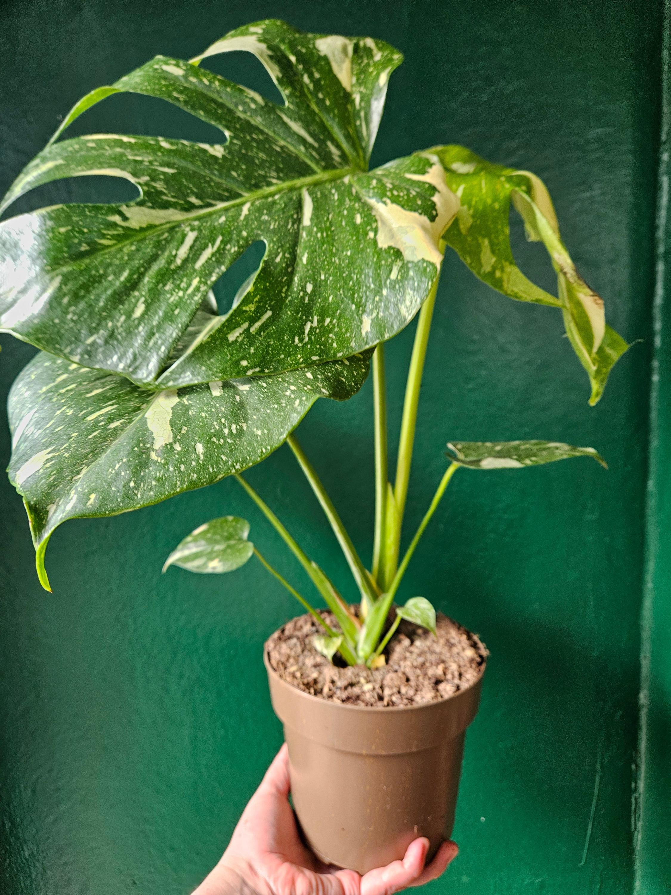 Monstera deliciosa &amp;