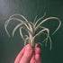 Tillandsia &