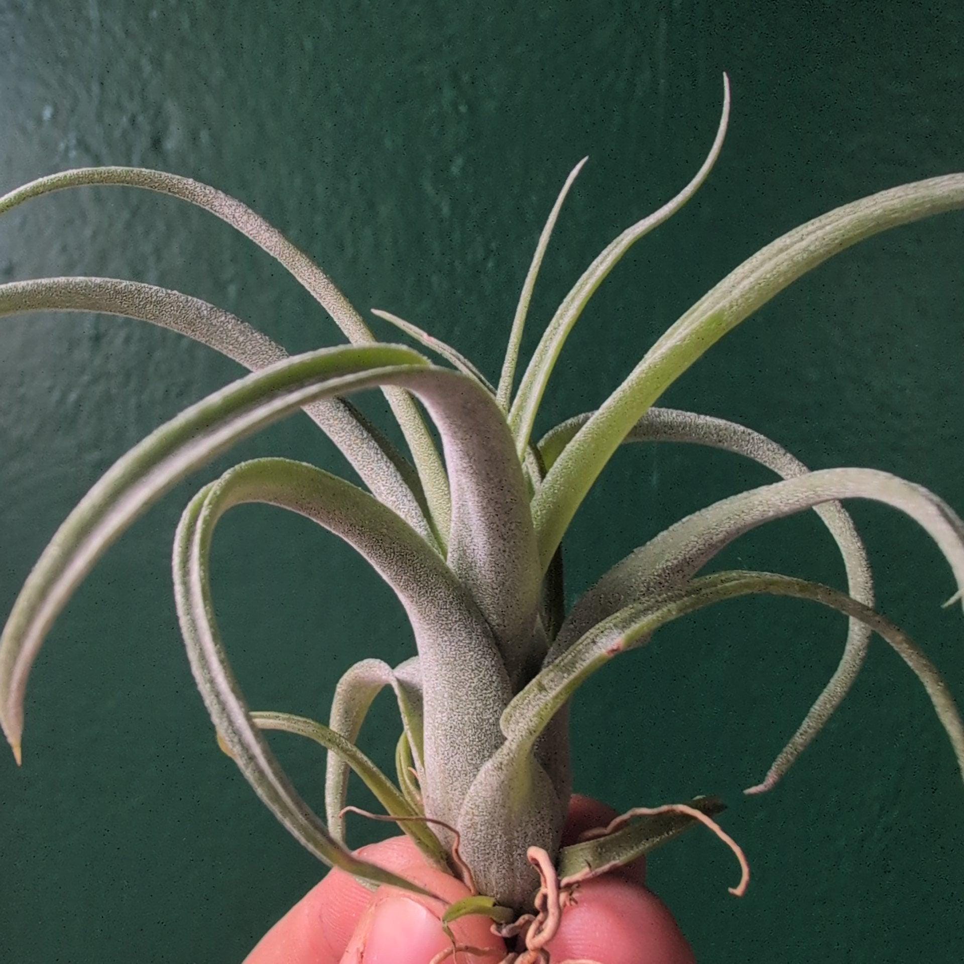 Tillandsia &amp;