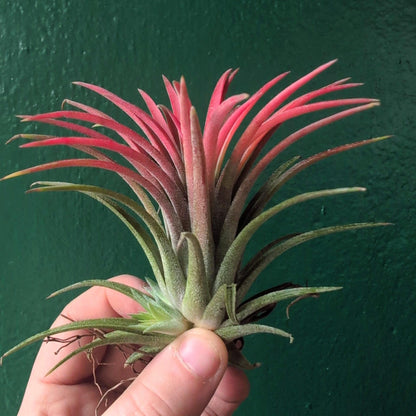 Tillandsia &amp;