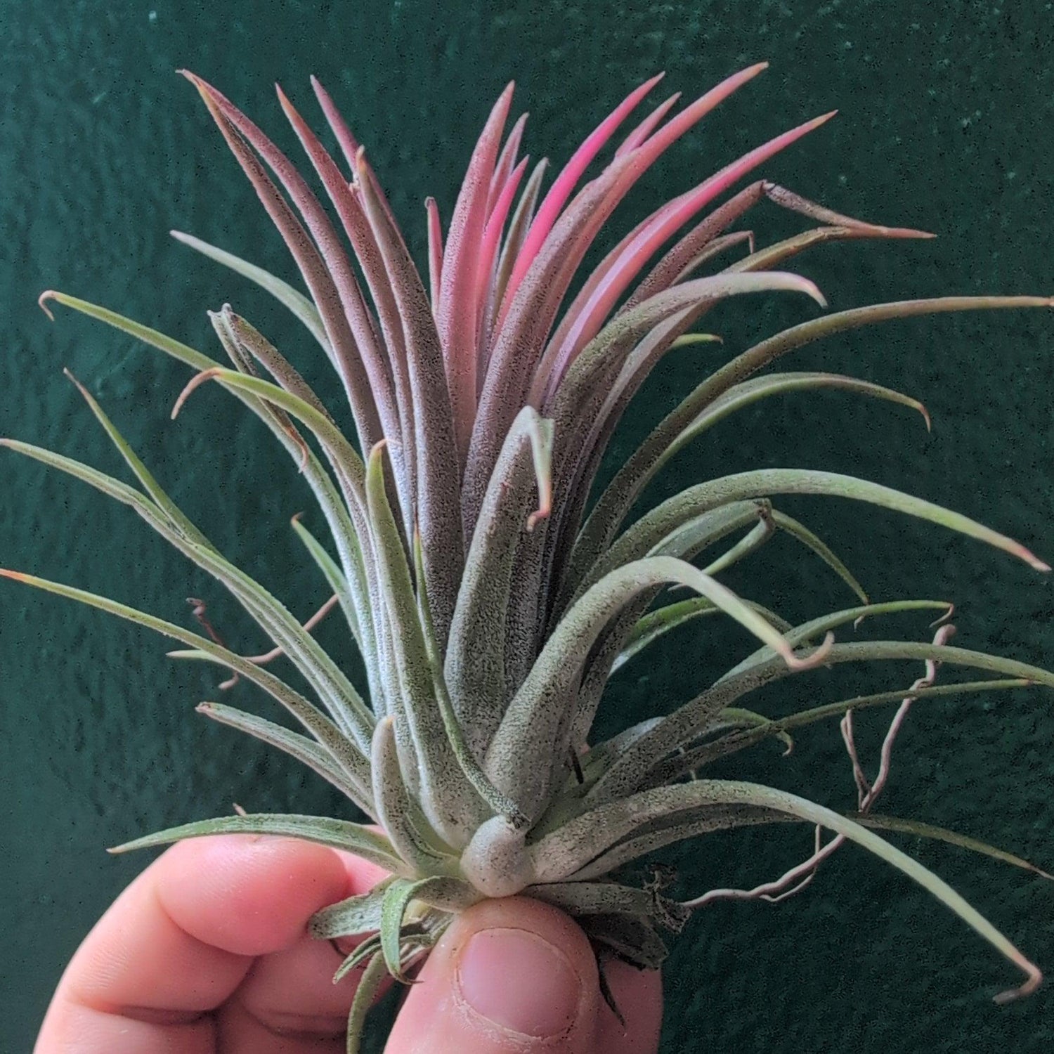 Tillandsia &amp;