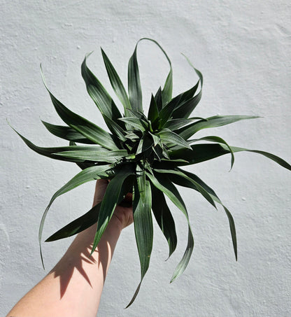 Ananas &amp;