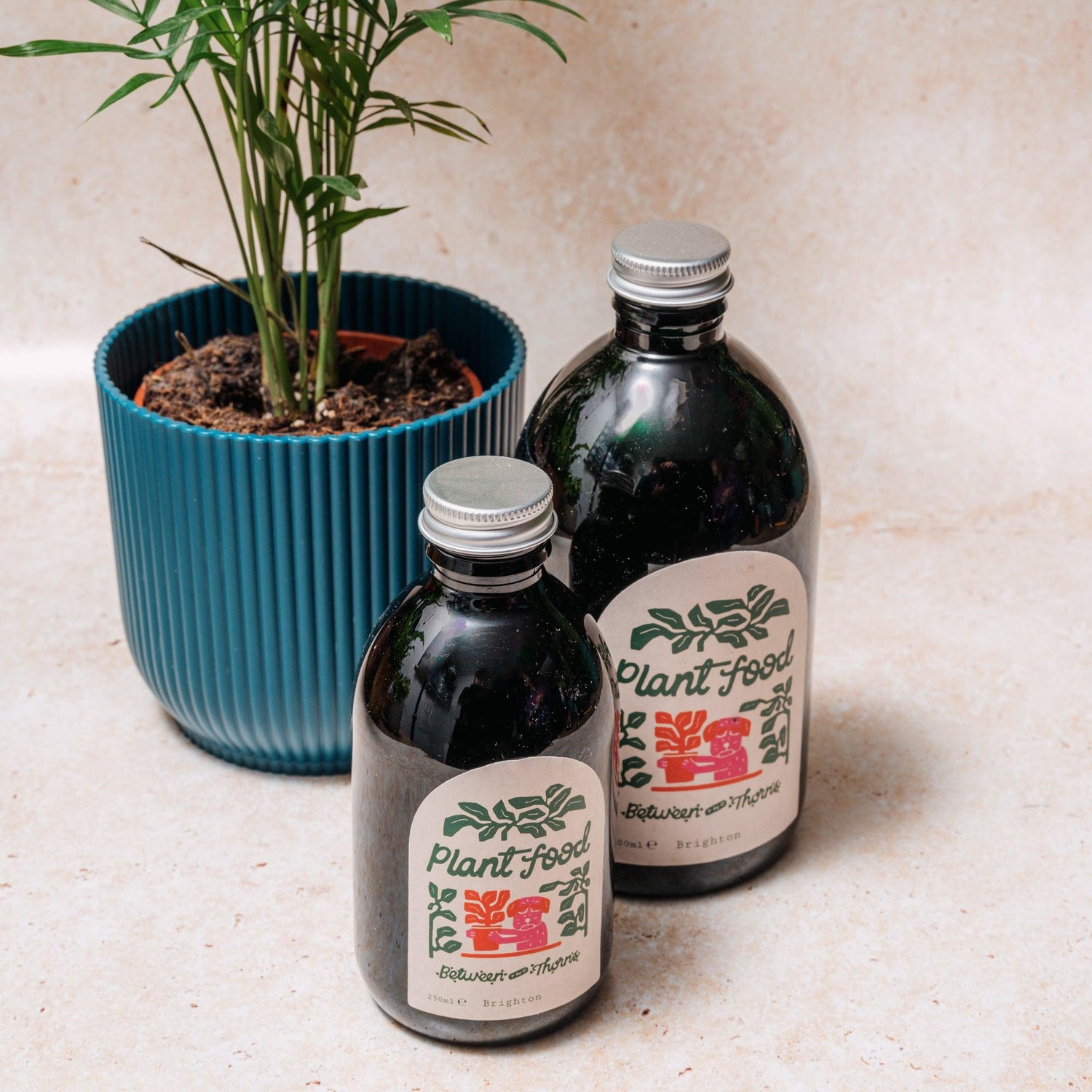 Seaweed Feed - Between Two Thorns