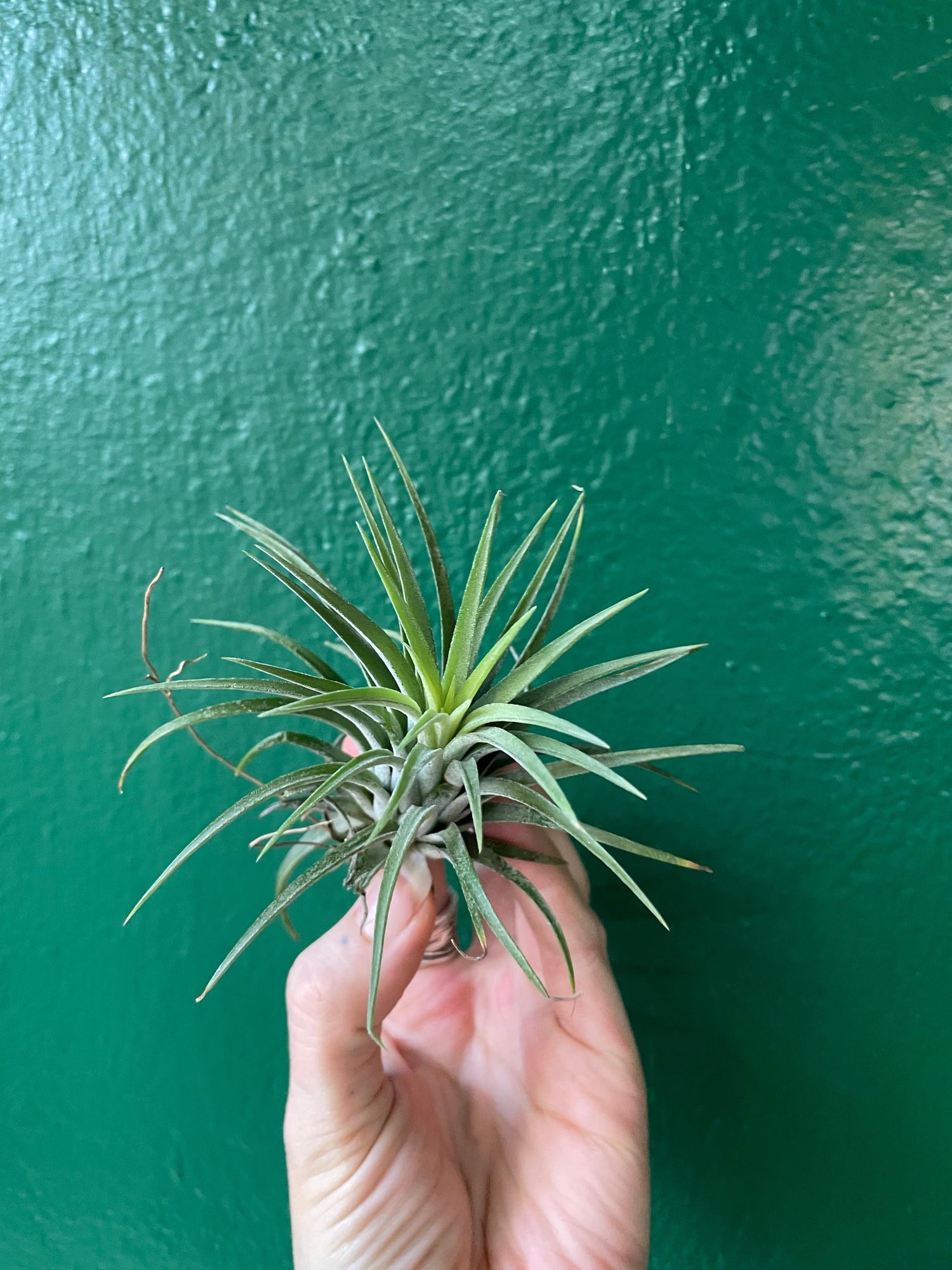 Tillandsia &amp;