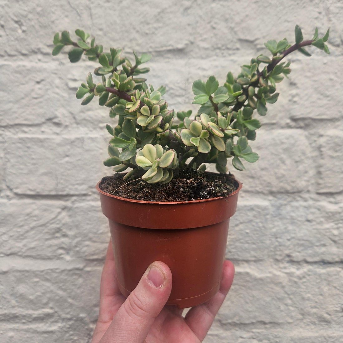 Portulacaria afra variegata (Elephant bush)