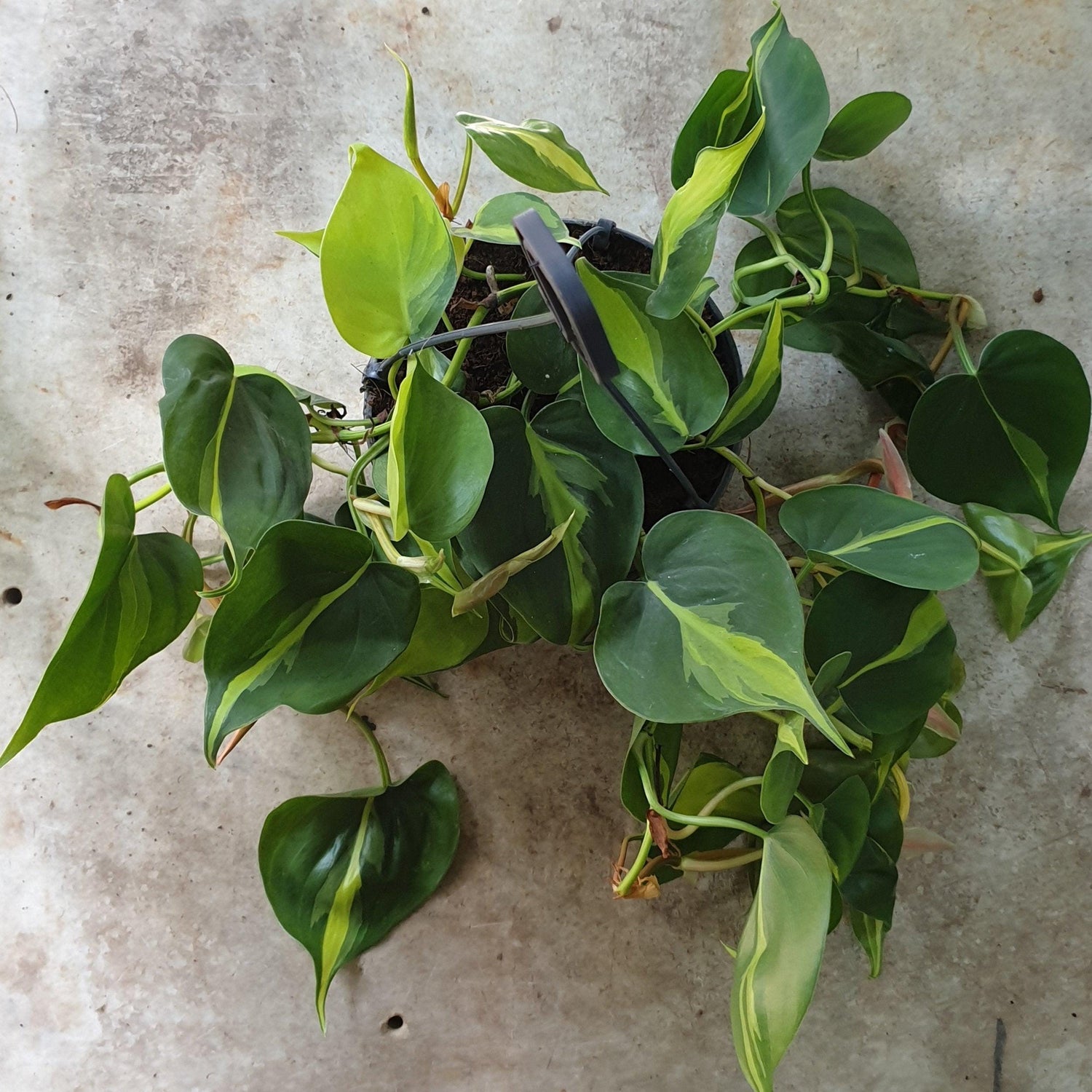 Philodendron scandens &amp;