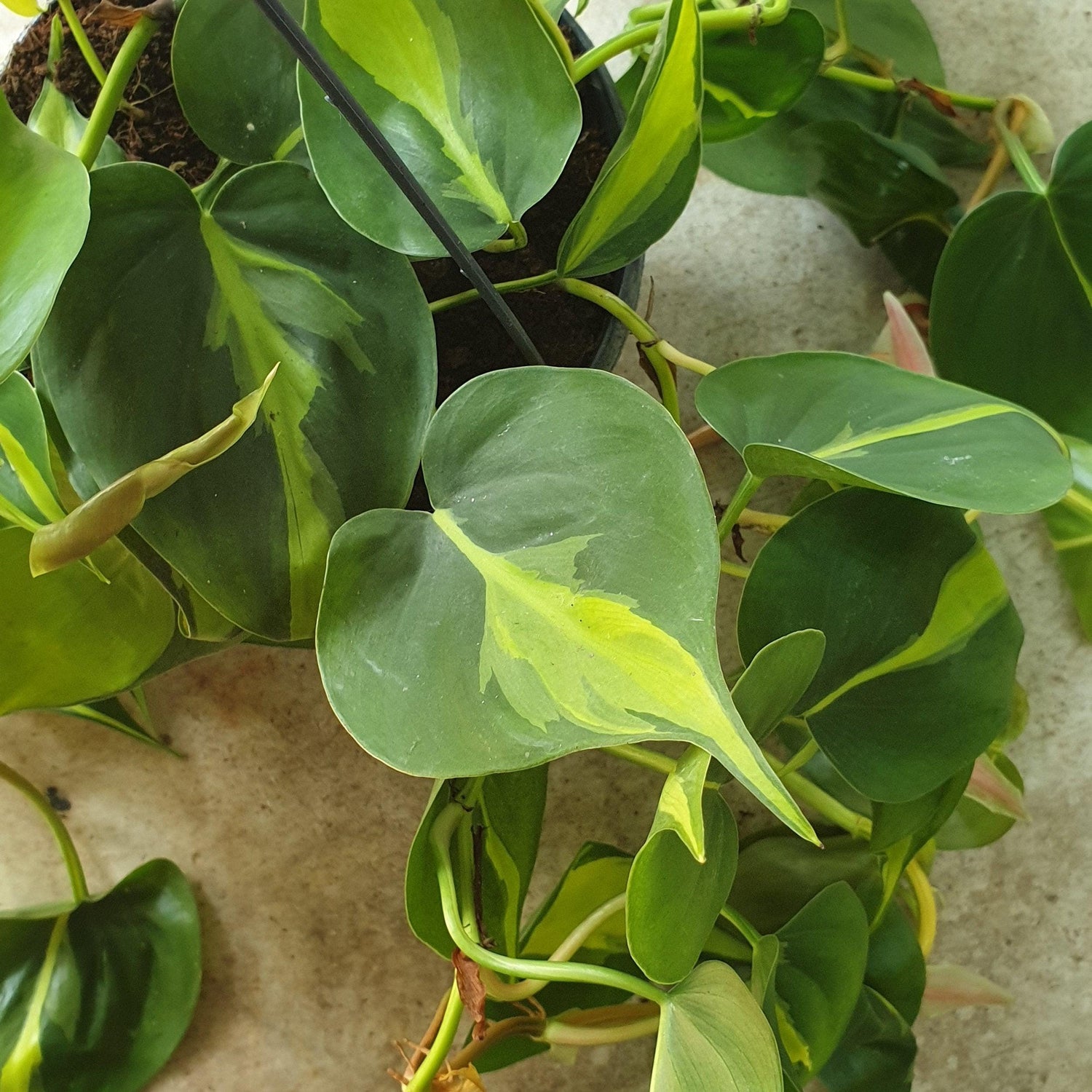 Philodendron scandens &amp;
