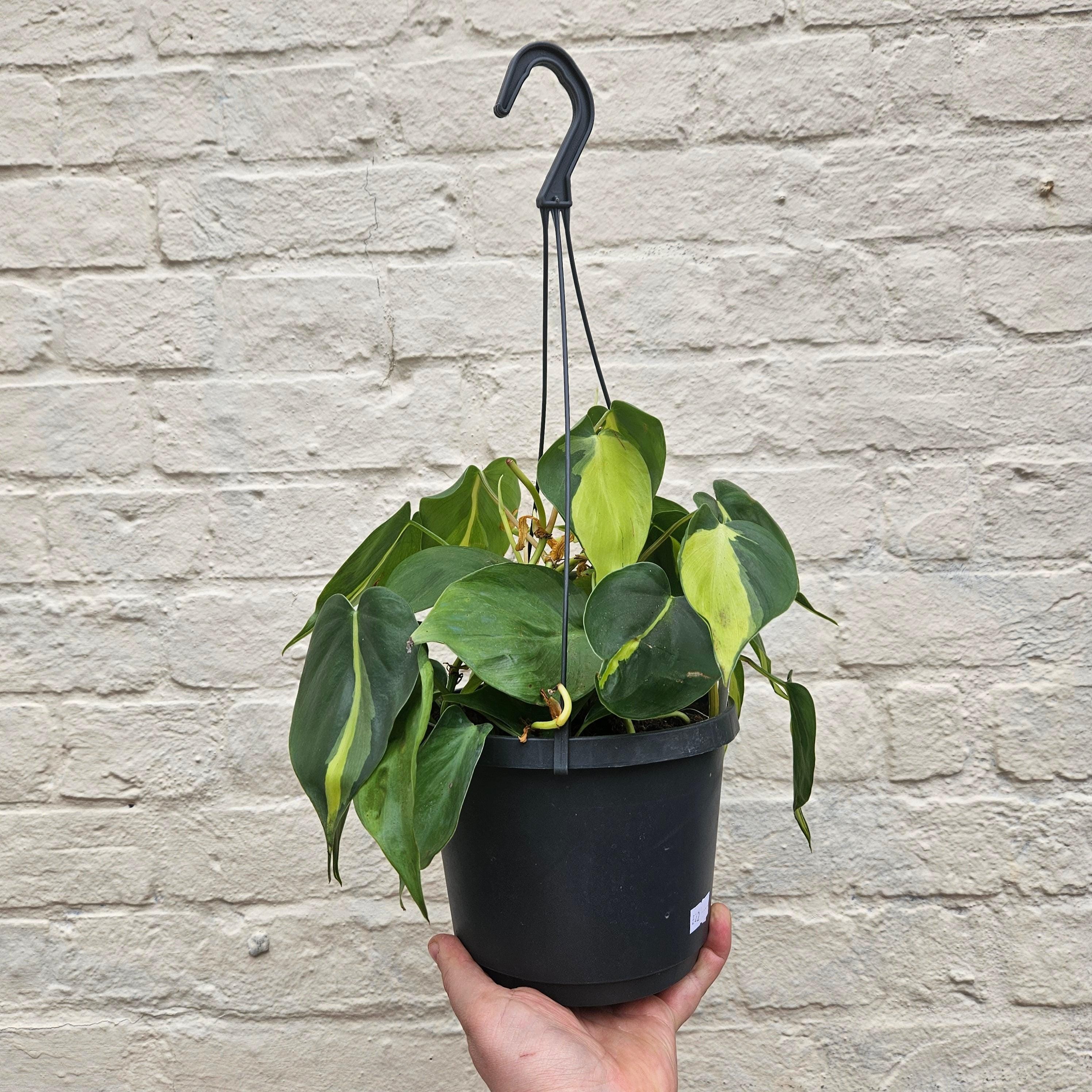 Philodendron scandens &amp;