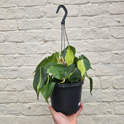Philodendron scandens &amp;