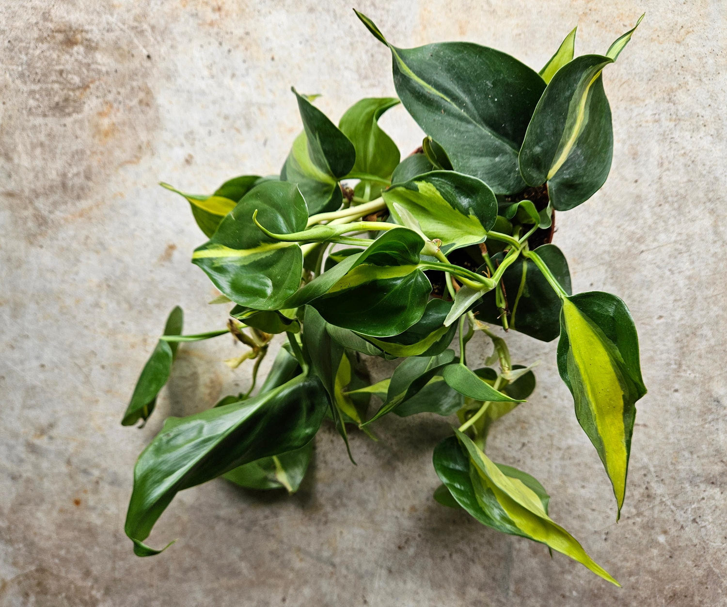 Philodendron scandens &amp;