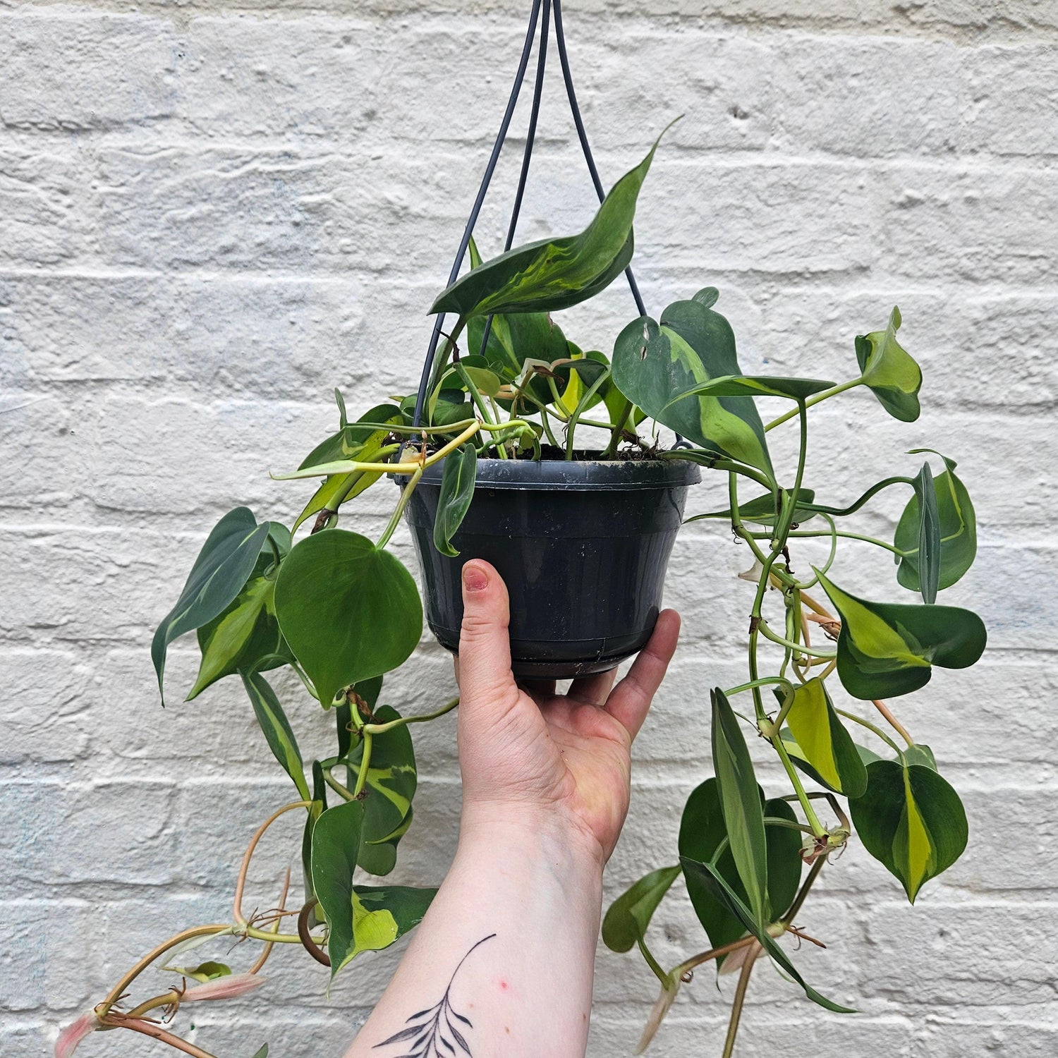 Philodendron scandens &amp;