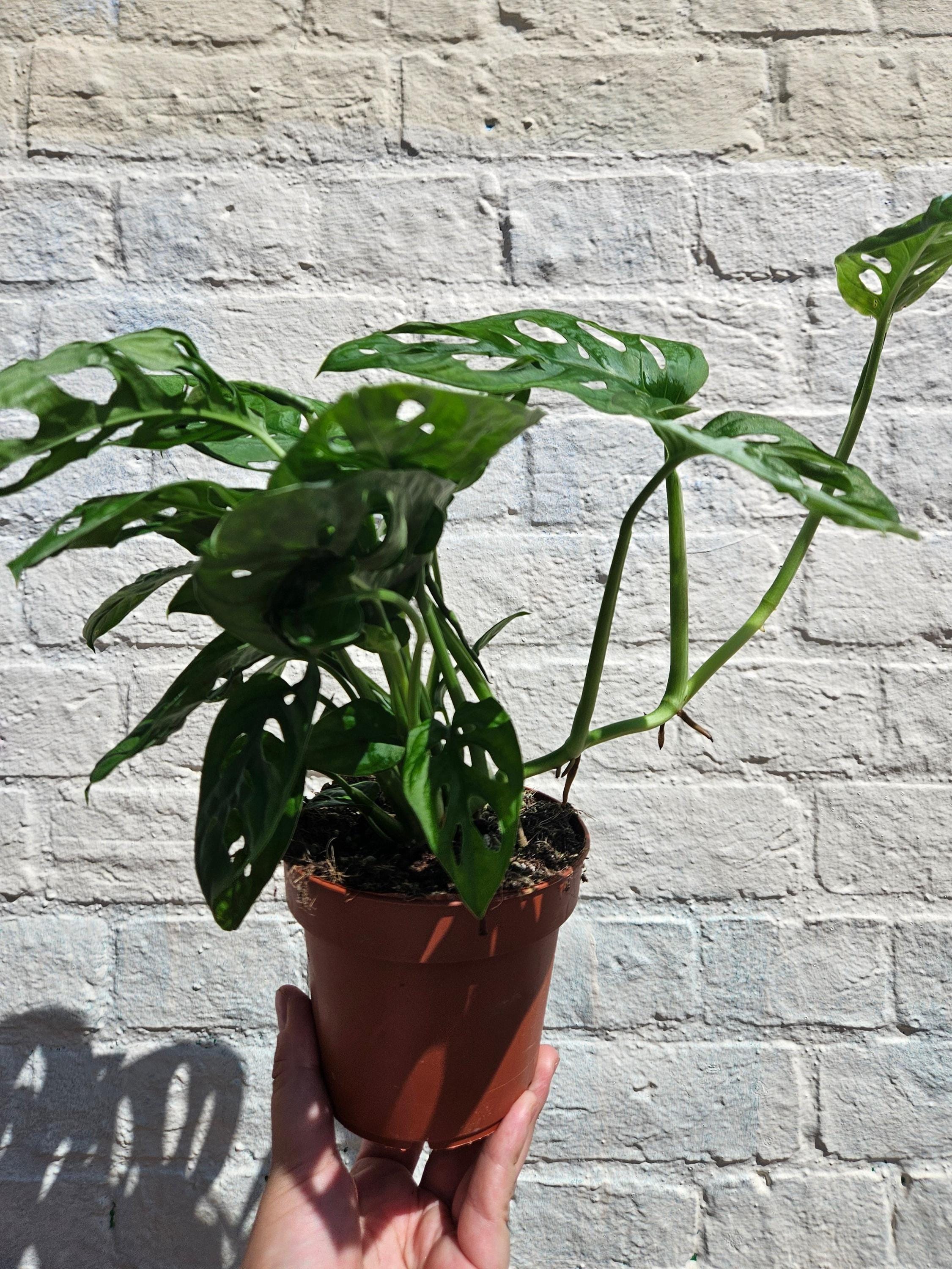 Monstera adansonii &amp;