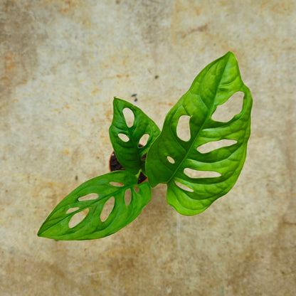 Monstera adansonii &amp;