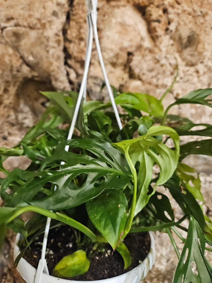 Monstera adansonii &amp;