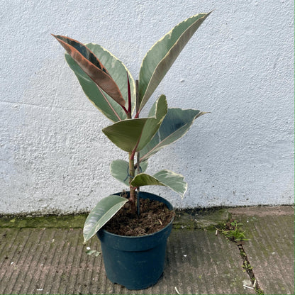 Ficus elastica (Rubber Plant)
