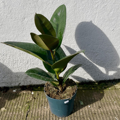 Ficus elastica (Rubber Plant)