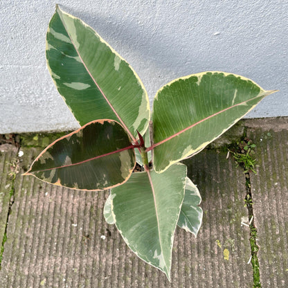 Ficus elastica (Rubber Plant)