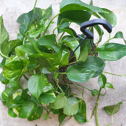 Epipremnum aureum (Golden Pothos/Devils Ivy)