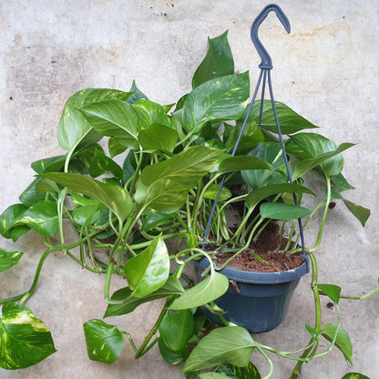 Epipremnum aureum (Golden Pothos/Devils Ivy)