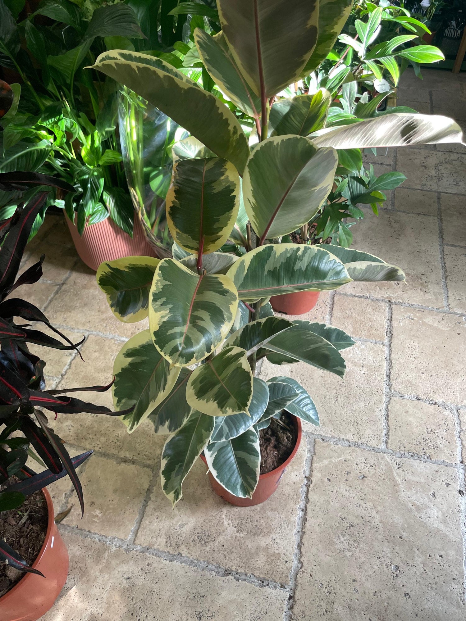 Ficus elastica (Rubber Plant)